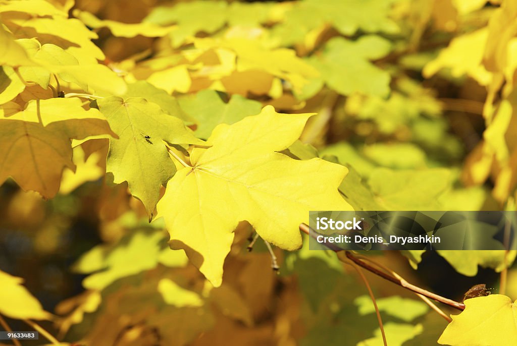 Autumn yellow leaves  Autumn Stock Photo