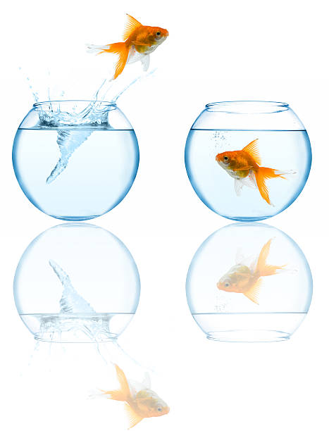 istock goldfish leaping in aquarium 91633926