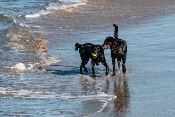 istock Two Black Labrador Retrievers Play on Beach 916341056