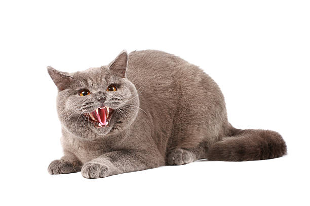 Angry cat stock photo