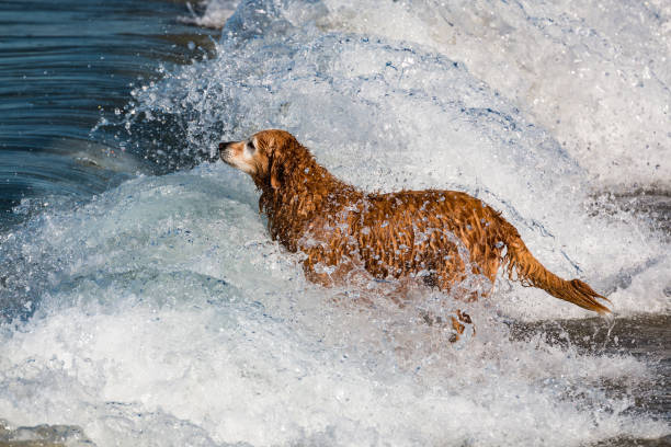 A Golden Retriever surrounded by waves at Dog Beach in San Diego, California.