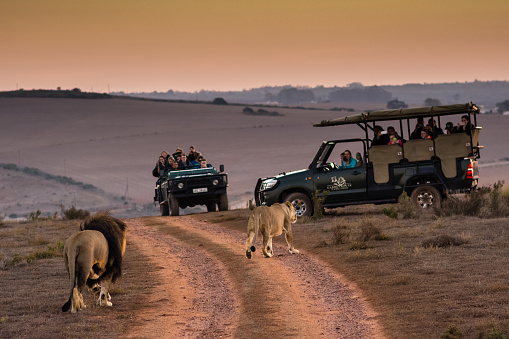 A couple of lions walk up to tourists, who are taking photos of them from safari vehicles. The tourists are staying at the Garden Route Game Lodge, a game reserve located in the Western Cape. Shot in the morning of April 2017 during Fall/Autumn.