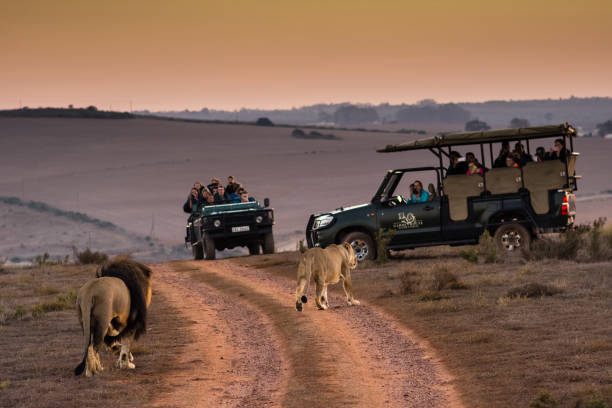 Tourists viewing lions on morning safari in South Africa A couple of lions walk up to tourists, who are taking photos of them from safari vehicles. The tourists are staying at the Garden Route Game Lodge, a game reserve located in the Western Cape. Shot in the morning of April 2017 during Fall/Autumn. wildlife reserve stock pictures, royalty-free photos & images