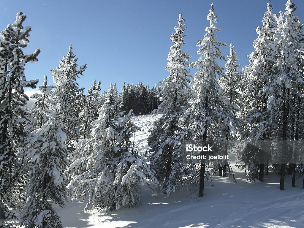 Winter wonderland - Photo de Aiguille - Partie d'une plante libre de droits