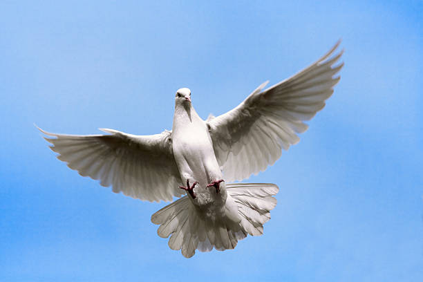 istock Dove flying in  the Sky. 91634877