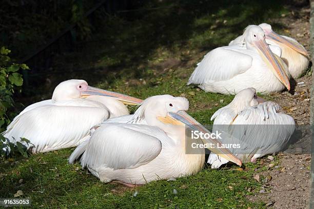 Pelicano - Fotografias de stock e mais imagens de Animal - Animal, Ao Ar Livre, Bico