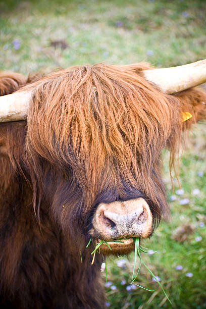 Highland vaca mirando a la cámara, masticar hierba - foto de stock