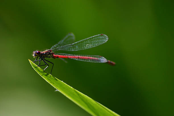 Foto Macro: Grande red Lestes Barbarus (pyrrhosoma nymphula - foto de acervo