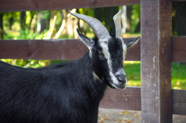 portrait of a black horned goat