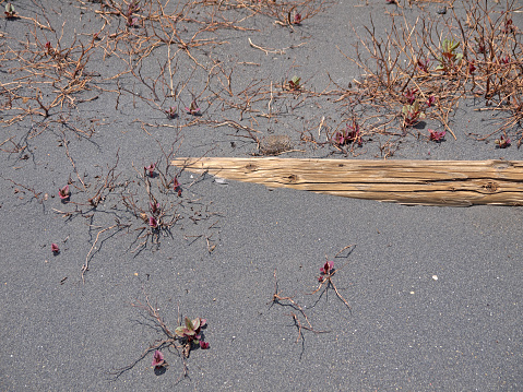 Dry dead bush and log in black volcanic ash soil, Aso volcano, desert landscape, Kyushu, Japan