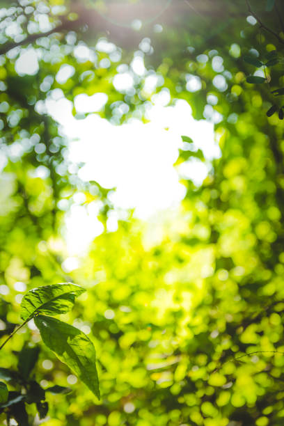 istock beautiful Natural green leaf and abstract blur bokeh light background 916351984