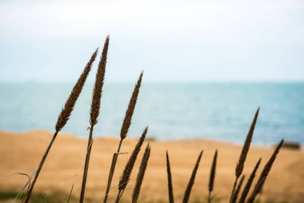 Cereals by the dead sea