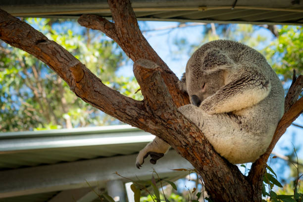 シドニー、オーストラリアでユーカリの木に眠っているコアラ - koala australia sydney australia animal ストックフォトと画像