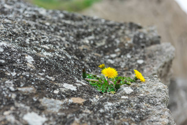 Dandelion flower on a rock