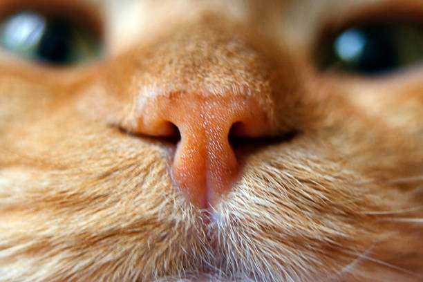 naso di un gatto rosso a fuoco macro - naso rosso foto e immagini stock