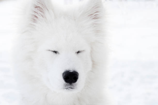 istock muzzle of a large white dog with closed eyes closeup 916358836