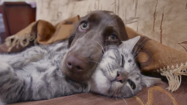 108,037 Cats Stock Videos and Royalty-Free Footage - iStock | Dog, Dog and  cat, Funny cat