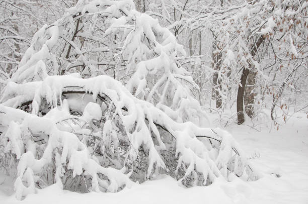 istock Winter landscape with a park 916368352