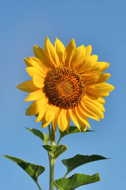istock Beautiful sunflower against blue sky 916379164