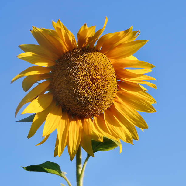 istock Beautiful sunflower against blue sky 916379242