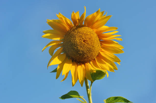 istock sunflower and blue sky 916379264