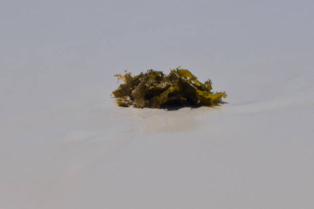 istock Seaweed on the white sand at Hyams beach 916379532