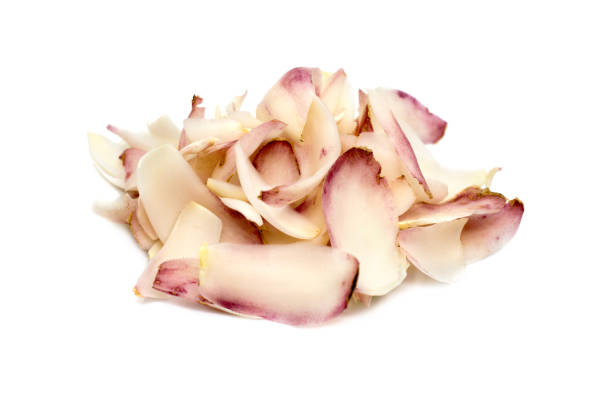 Lily,Lilium, bulb shoot and roots isolated against white