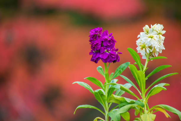 Beautiful two flower in background blur, floral