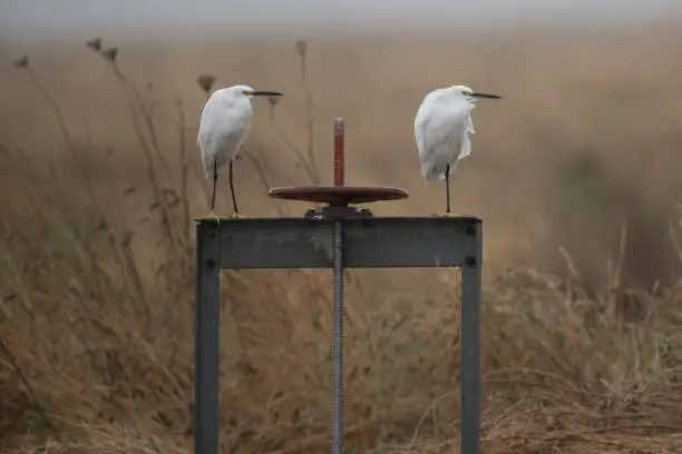 Photo of Two Snowy Egrets perched on a metal valve