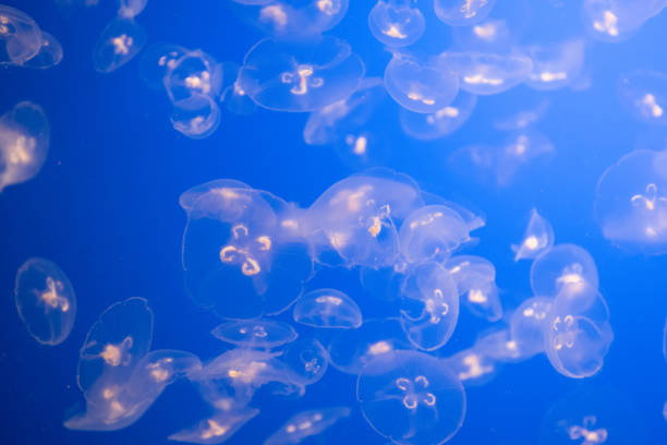 istock moon jellyfish swarm 916386314
