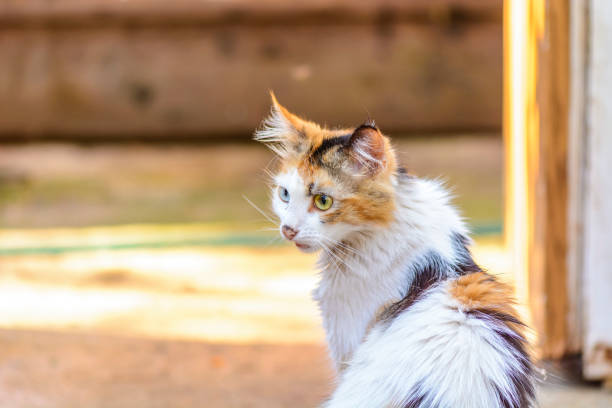 istock beautiful cat with heterochromia 916389366