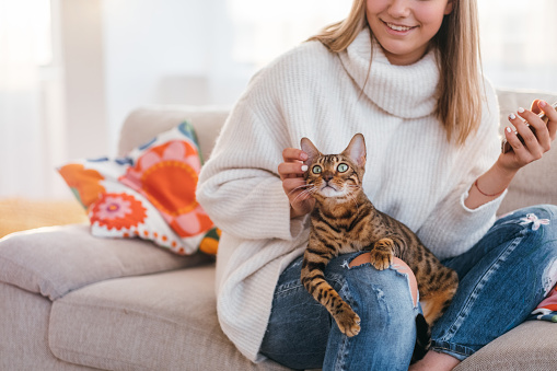 owners love and tenderness to a cat. beautiful bengal kitty sits on woman's lap. girl scratching pets ear