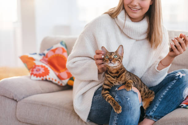 owner love tenderness girl scratching cat owners love and tenderness to a cat. beautiful bengal kitty sits on woman's lap. girl scratching pets ear bengal cat stock pictures, royalty-free photos & images