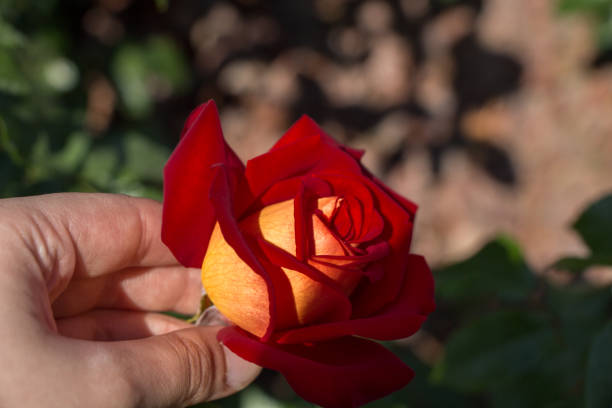 istock Beautiful colorful Rose Flower in hand 916393022