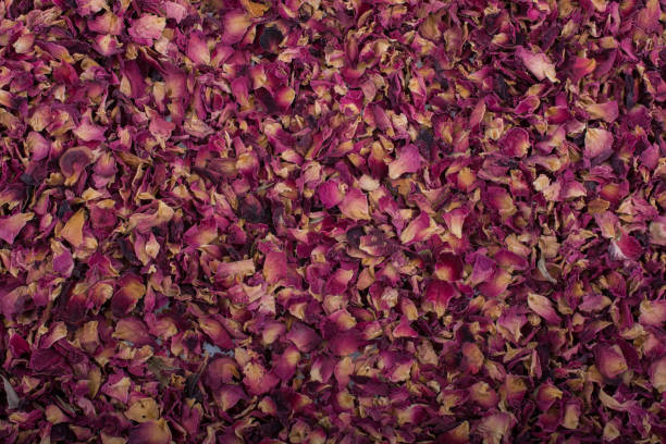 istock Background of dried  rose petals 916393532