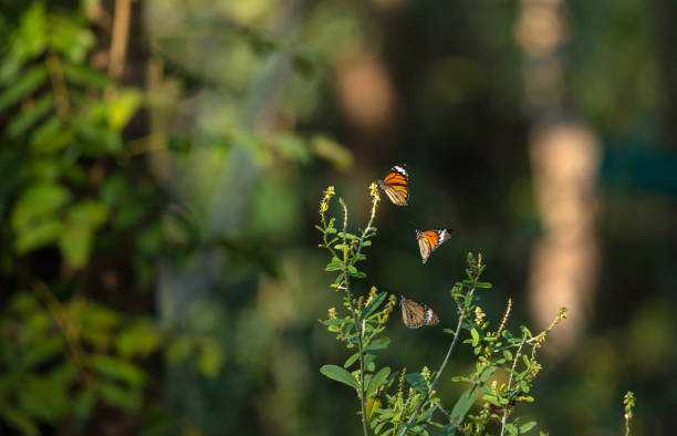 istock Butterflies in the garden 916400226