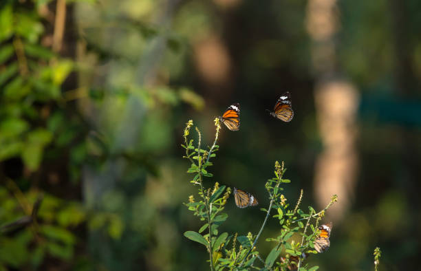 istock Butterflies in the garden 916400280