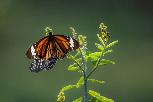 istock Butterflies in the garden 916400438