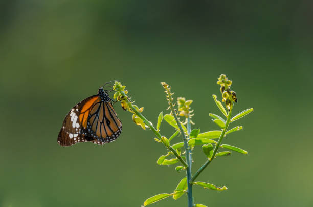 istock Butterflies in the garden 916400496