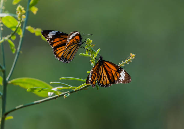 istock Butterflies in the garden 916400538