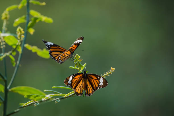 Butterflies in the garden