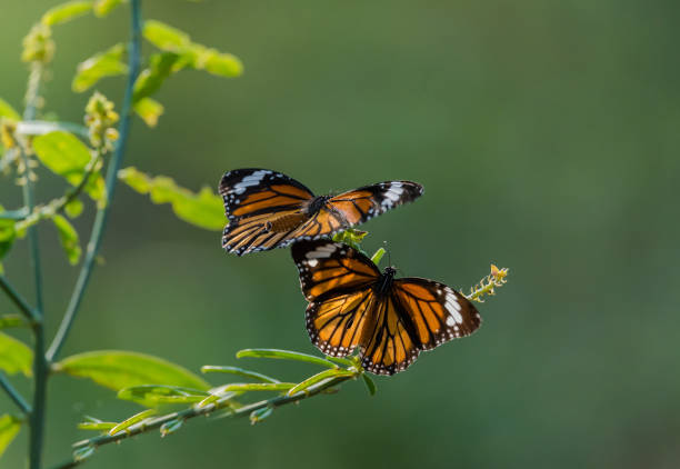 istock Butterflies in the garden 916400556