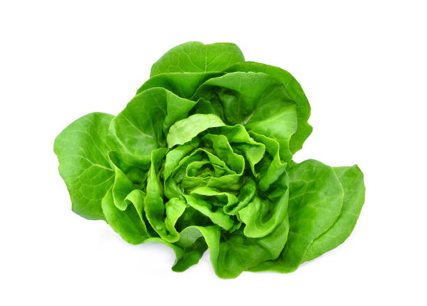 istock green butter lettuce vegetable or salad isolated on white back ground 916400560