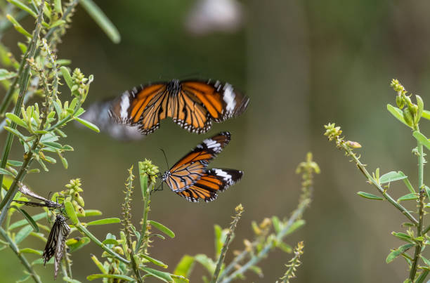 istock Butterflies in the garden 916400628