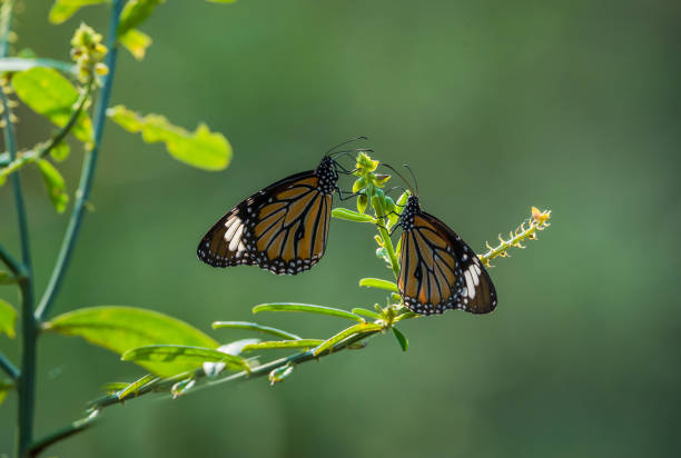 istock Butterflies in the garden 916400638