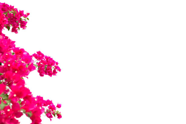 istock bougainvilleas isolated on white background. 916402768