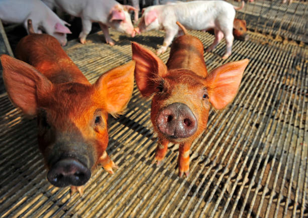 istock The farm pigs 916403328