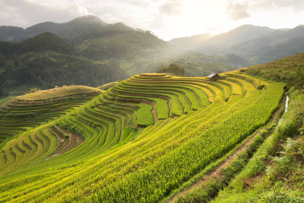 istock Beautiful landscape rice fields on terraced of Mu Cang Chai 916403490