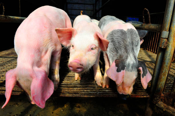 istock The farm pigs 916403668