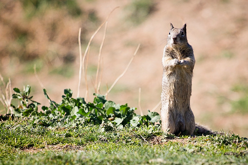 Gopher freezes his stance on edge of golf course